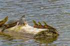 USA-Colorado-Fort Collins Painted turtles on log in pond Art Print